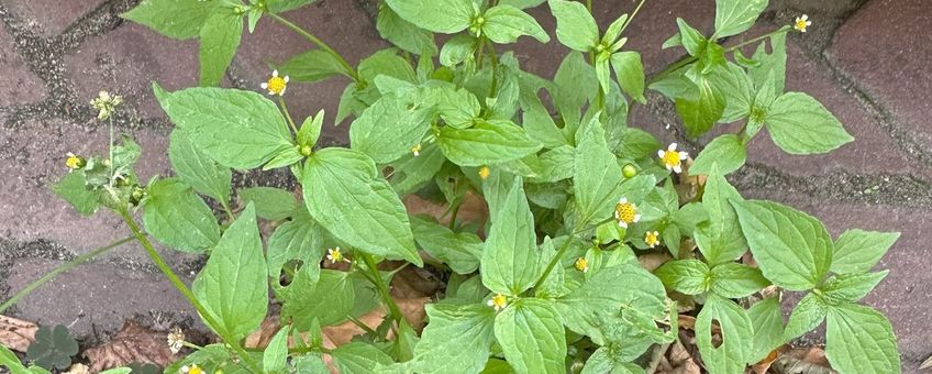 Kaal knopkruid Galinsoga parviflora