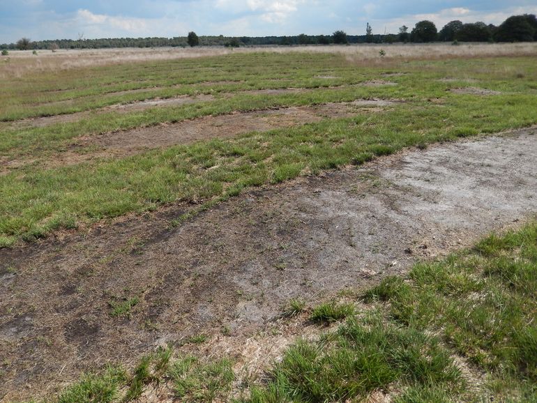 Plaggen is niet de oplossing voor het stikstofprobleem, zelfs niet als het kleinschalig gebeurt, zoals hier op de Kampina