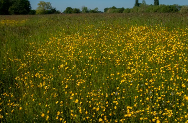 Beemd, laaggelegen grasland in beekdal: een complex ecosysteem