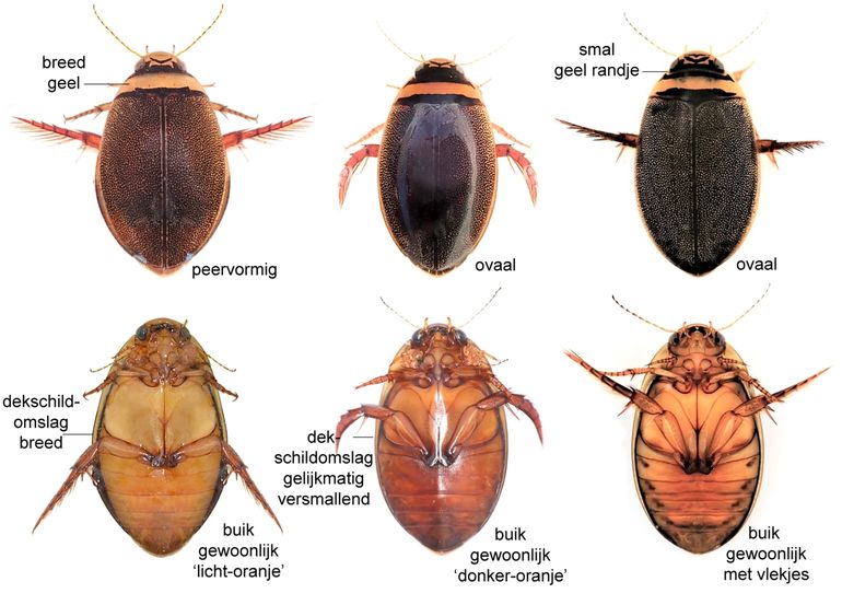 Van links naar rechts: Graphoderus bilineatus (gestreepte waterroofkever), G. cinereus en G. zonatus. De gestreepte waterroofkever is van de andere soorten te onderscheiden door de peervormige omtrek en brede gele dwarsband op het halsschild. G. cinereus is zeer algemeen in heel Nederland. G. zonatus is een schaarse soort van de duinen en hogere zandgronden