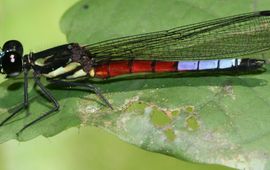 Africosypha varicolor - primair