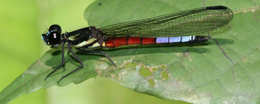 Africosypha varicolor - primair