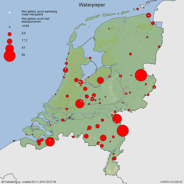 Waterpiepers op trek in Nederland van 1 september tot en met 3 november