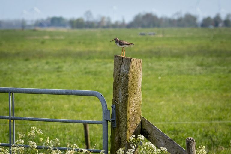 De tureluur komt graag naar het Eemland