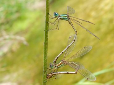 Een tandem zwervende pantserjuffer, waarbij het vrouwtje (onder) eitjes afzet in de plantenstengel