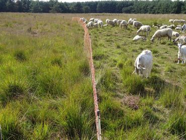 Drukbegrazing op de Mispeleindse Heide