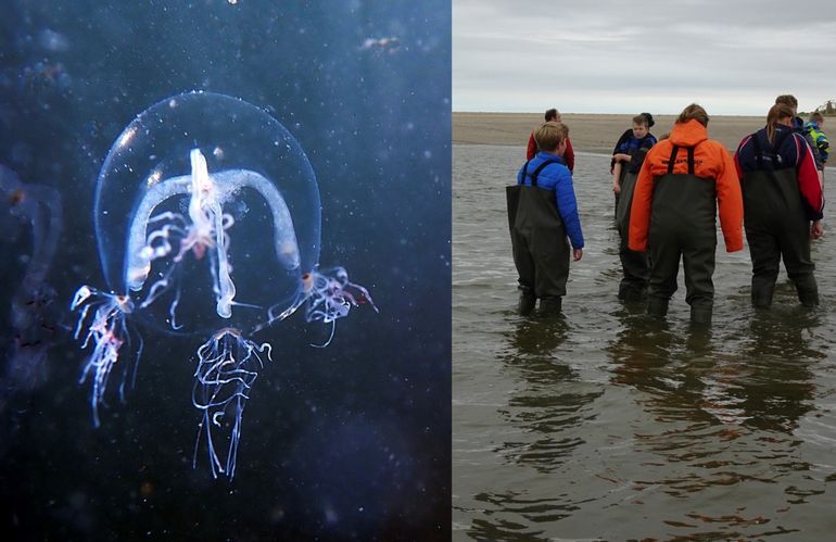 Links: kruiskopkwalletje. Vaak nog geen centimeter hoog. Behalve nu en dan een waarneming door duikers en snorkelaars, worden ze af en toe in fijne netten gevangen. Je kunt ook te water gaan in een waadbroek (rechts). In dit geval betreft het waarnemers die met een zeegnet de vissoorten aan het inventariseren waren tijdens het project Haringvliet-onderwater op 16 juni 2019.