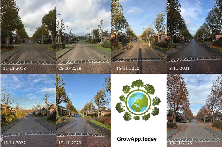 Figuur 13: Stand van bladverkleuring en bladval van platanen in Almere rond 13 november in de jaren 2018 tot en met 2025