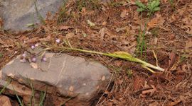 Bokkenorchis geoogst voor eetbare knol in het wild in Turkije