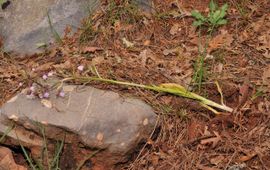 Bokkenorchis geoogst voor eetbare knol in het wild in Turkije