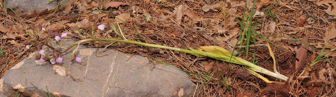Bokkenorchis geoogst voor eetbare knol in het wild in Turkije