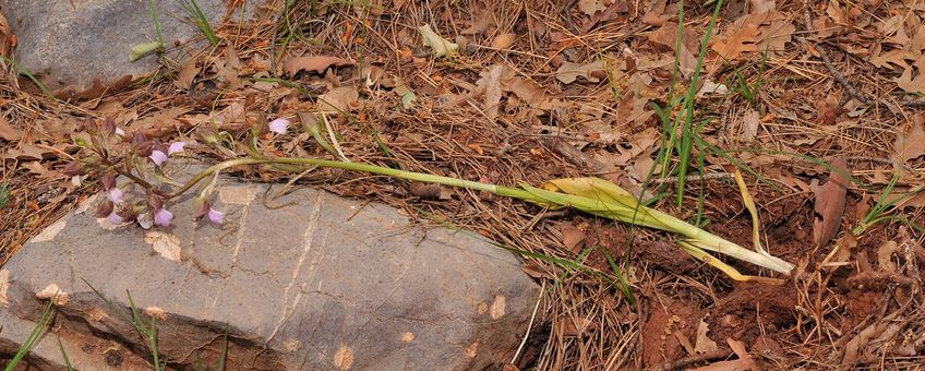Bokkenorchis geoogst voor eetbare knol in het wild in Turkije