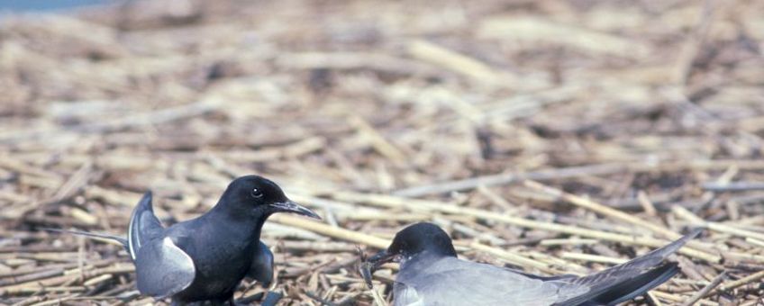 Paartje zwarte sterns broedend op een kunstmatig nest