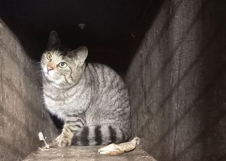 WK23-5-F, een hybride wilde kat x huiskat met uiterlijke kenmerken van een wilde kat
