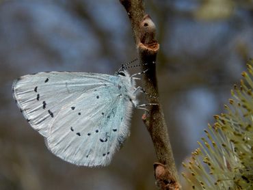 De onderkant van het boomblauwtje (hier op wilg) is zilvergrijs, met kleine zwarte spikkels