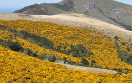 Grootschalige invasie van Gaspeldoorn (Ulex europaeus) in het Hinewai natuurreservaat op het Banks schiereiland in Nieuw-Zeeland. Gaspeldoorn werd hier vanuit Europa geïntroduceerd in de eerste fase van de Europese nederzettingen. Het beheersen van de invasie kost miljoenen dollars