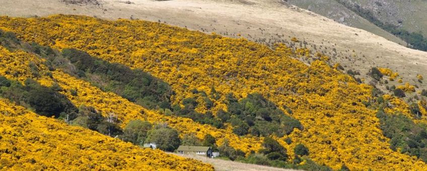 Grootschalige invasie van Gaspeldoorn (Ulex europaeus) in het Hinewai natuurreservaat op het Banks schiereiland in Nieuw-Zeeland. Gaspeldoorn werd hier vanuit Europa geïntroduceerd in de eerste fase van de Europese nederzettingen. Het beheersen van de invasie kost miljoenen dollars