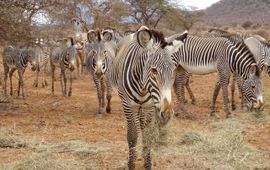 Grevy's zebra's tijdens record droogte in het noorden van Kenia in 2022.