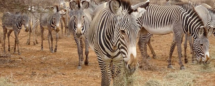 Grevy's zebra's tijdens record droogte in het noorden van Kenia in 2022.