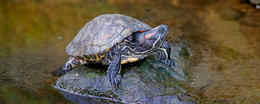 Nature | Wat doen uitheemse schildpadden in ons kikkerland?