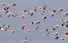 Jan Lok Vliegende flamingo's