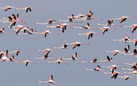 Vliegende flamingo's