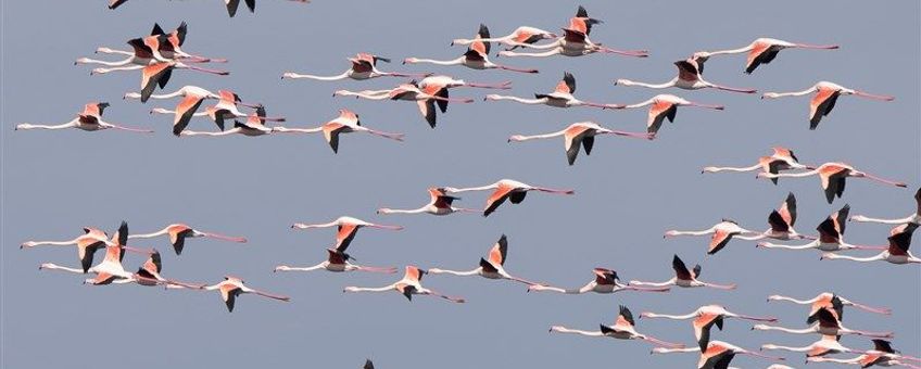 Vliegende flamingo's