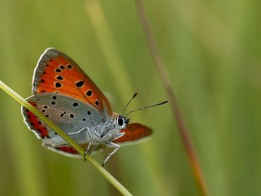 De grote vuurvlinder heeft toch nog drie populaties in ons land