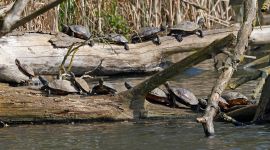 Zonnende lettersierschildpadden en zaagrugschildpad