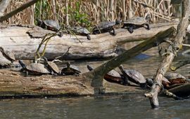Zonnende lettersierschildpadden en zaagrugschildpad