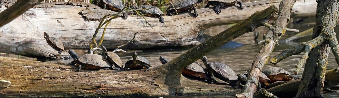 Zonnende lettersierschildpadden en zaagrugschildpad