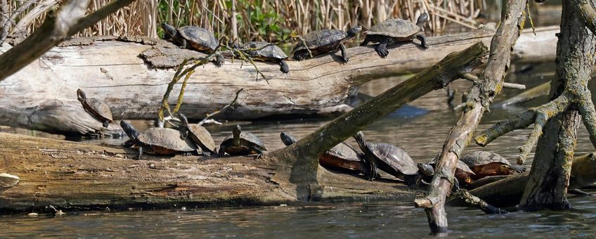 Zonnende lettersierschildpadden en zaagrugschildpad