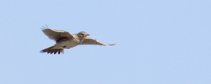 Alauda arvensis. Veldleeuwerik