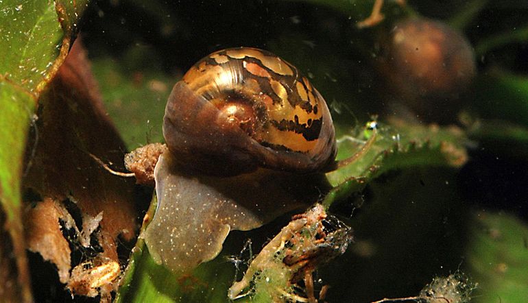 The sticky pool snail (Myxas glutinosa) has a thin, spherical shell about fifteen millimeters high.  What's special is that animals can slip their cloaks over the house.  As a result, it does not swell with algae and is beautifully shiny when the animal pulls the mantle.  This species is closely related to crab scissors
