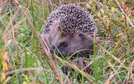 egel op texel