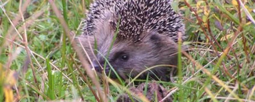 egel op texel