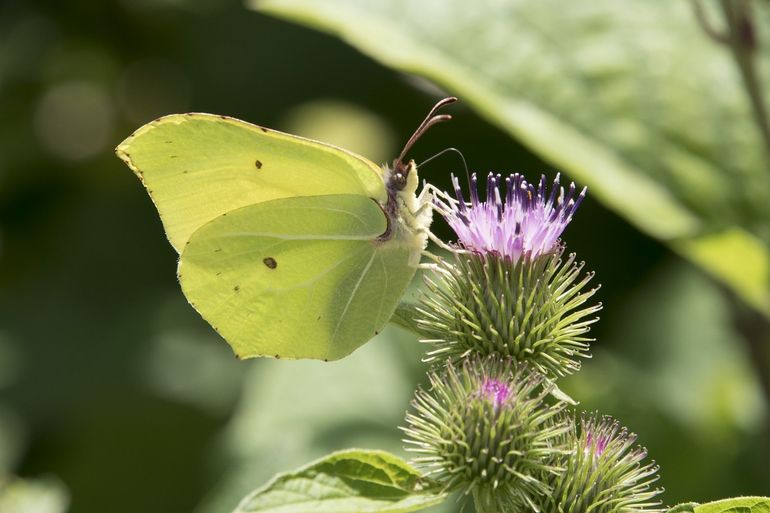 Citroenvlinders doen zich nu tegoed aan zomerbloeiers zoals distel en vlinderstruik