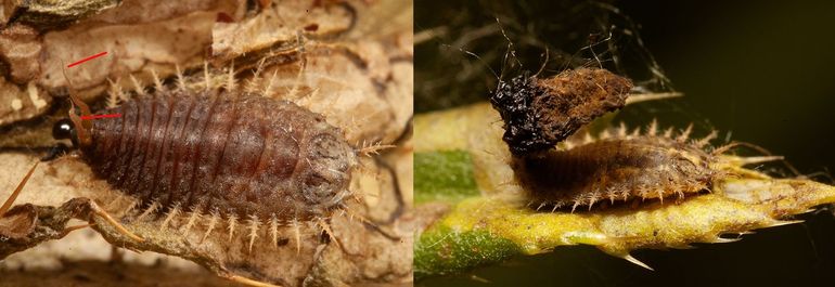 De larven van schildpadtorren hebben twee lange haken aan de achterlijfspunt (aangegeven met rode lijntjes). Hieraan spiezen ze vervelllingshuidjes en uitwerpselen