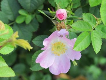 Egelantier in de Historische Tuin Aalsmeer