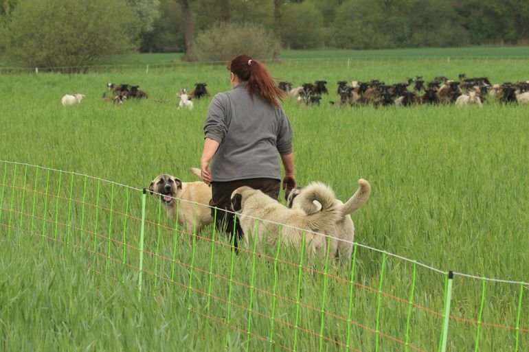 Geiten- en schapenkudde met kuddewaakhond