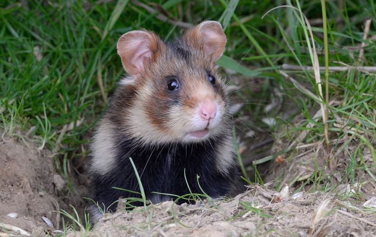 Ooit een plaag, nu een beschermde soort: de korenwolf