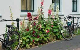 Stichting Steenbreek Geveltuin - eenmalig gebruik