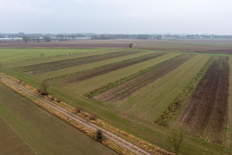 BAM-akker bij boer Brord Sloot. De gewassen worden geteeld in stroken. Ze zijn goed voor bodem en biodiversiteit, en een aantal gewassen kan worden geoogst