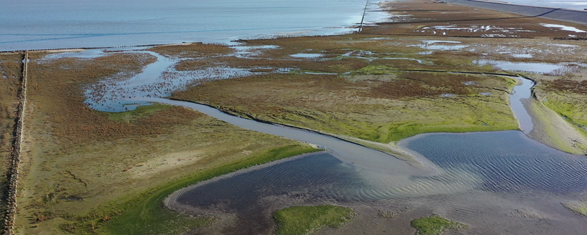 Experiment kwelderaanleg bij Delfzijl (eenmalig gebruik WUR)