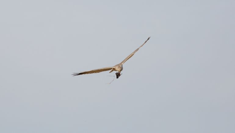 Photographers documented that the Dutch male Pallid Harrier mainly preyed on birds, 22 June 2017