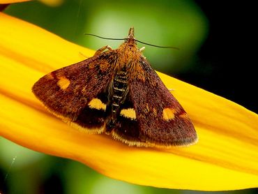 Ok nachtvlinders als kolibrievlinder en gamma-uil tellen mee en ook deze mooie micro, het muntvlindertje