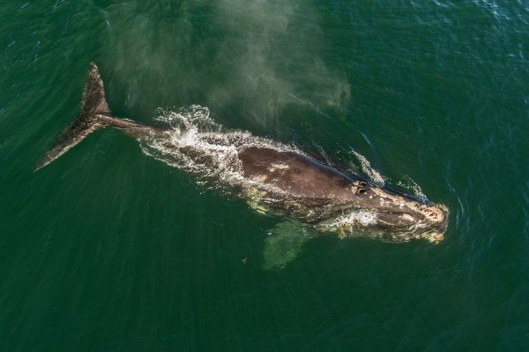 Noordkaper rust aan het oppervlak van de oceaan in de Baai van Fundy, New Brunswick, Canada