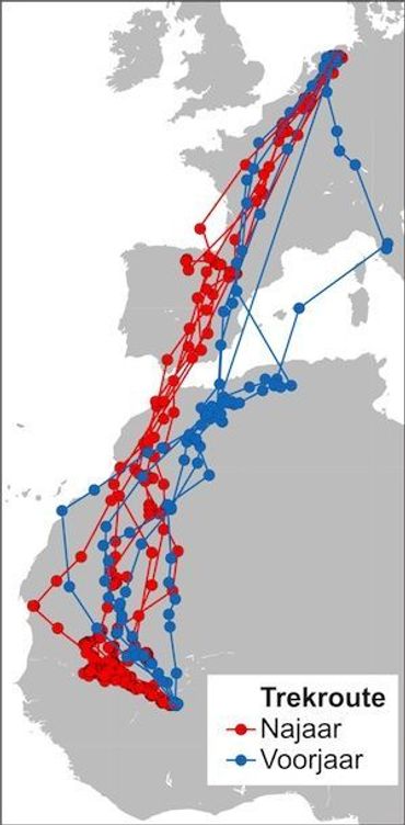 Tracks van grauwe kiekendief ‘Franz’ die tijdens zes herfst- en vijf voorjaarsreizen gevolgd kon worden. Deze vogel leerde ons dat grauwe kiekendieven plaatstrouw zijn aan hun broed- en overwinteringsgebied en de belangrijkste rustgebieden onderweg. Door winddrift kunnen exacte routes tussen deze plekken van jaar tot jaar verschillen 