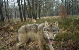 Raya Strikwerda & Hans Hasper Wolvenfamilie op de Noord Veluwe