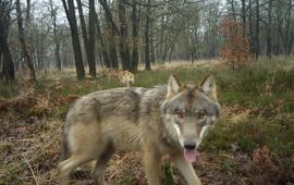 Wolvenfamilie op de Noord Veluwe